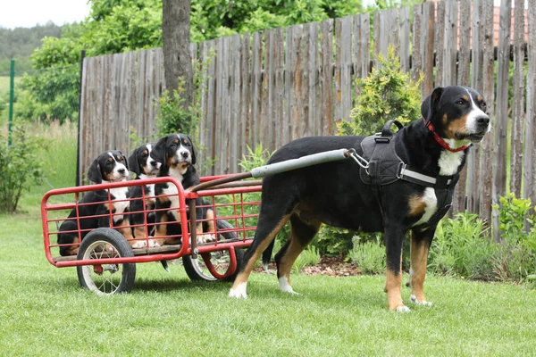 Bitch of Greater Swiss Mountain Dog with its puppies in the dogcart