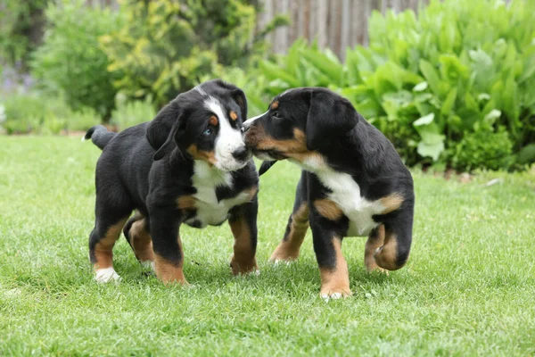 庭で遊ぶより大きなスイスの山犬の子犬 — ストック写真