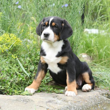 Amazing puppy of Greater Swiss Mountain Dog in the garden