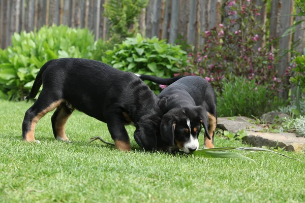 Puppies Greater Swiss Mountain Dog Playing Garden — Foto de Stock