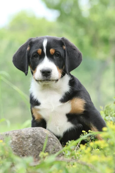 大瑞士山狗的神奇小狗在花园里 — 图库照片