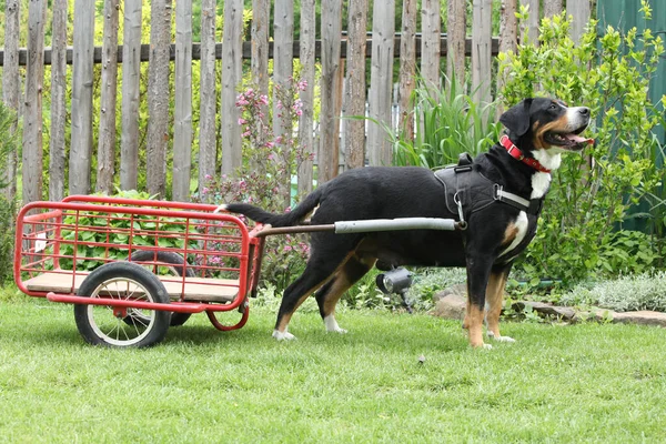 Bitch Greater Swiss Mountain Dog Buggy — Stock fotografie