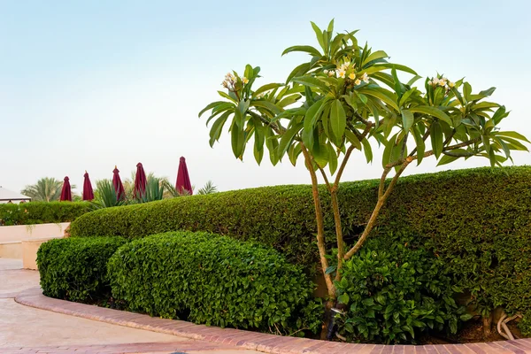 Arka planı yeşil çalılar ve gökyüzü çiçeklenme Manolya ağacı — Stok fotoğraf