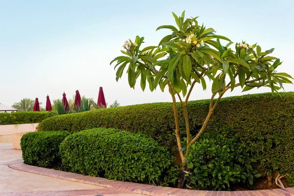 Blooming magnolia tree on the background green bushes and the sky — Stock Photo, Image