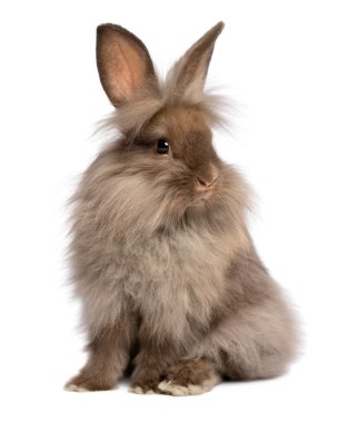 şirin oturma çikolata lionhead bunny tavşan