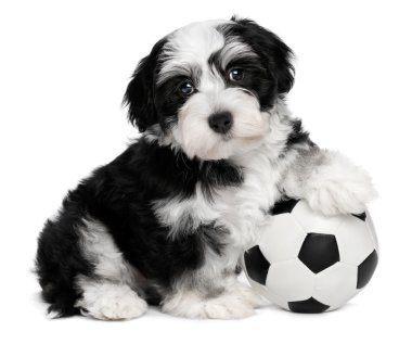 şirin havanese köpek ile bir futbol topu