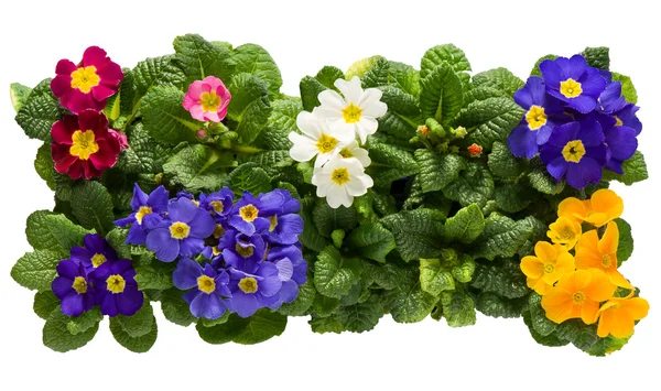 A sets of Primulas from above — Stock Photo, Image