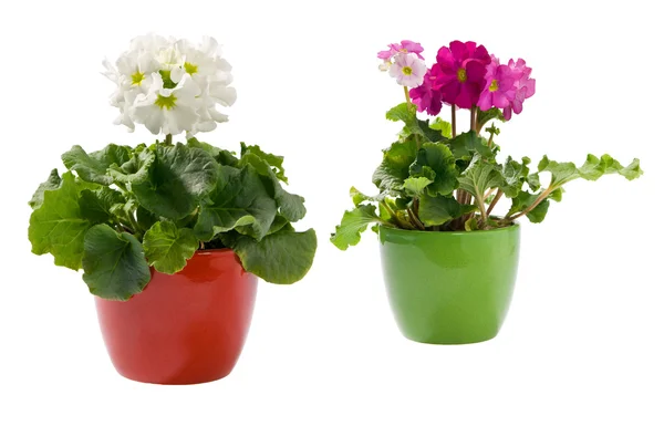 Two primroses in pots — Stock Photo, Image