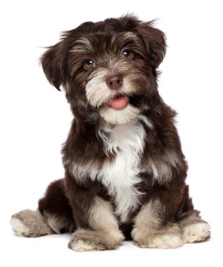 güzel gülen chocholate havanese köpek yavrusu köpek