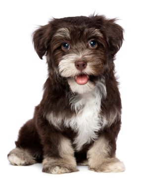 A beautiful smiling chocholate havanese puppy dog clipart