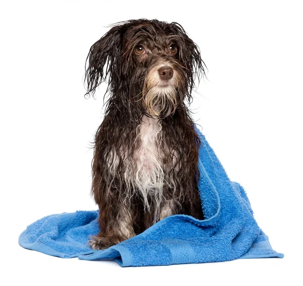Chocolate escuro molhado cachorro havanese após o banho — Fotografia de Stock