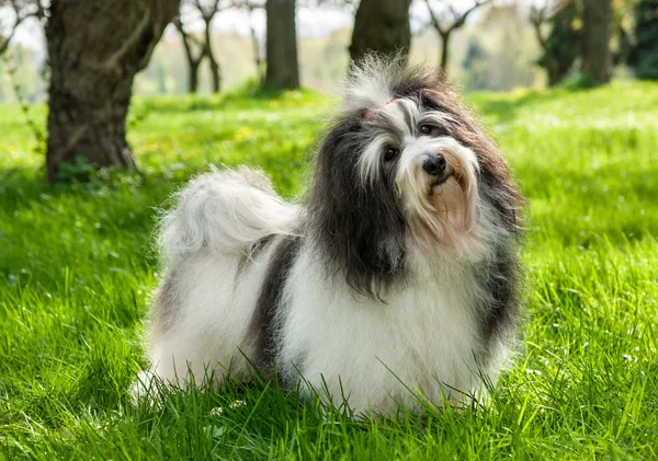 Cão Havanese bonito em um belo campo gramado ensolarado — Fotografia de Stock