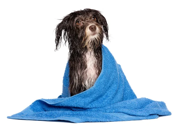 Wet dark chocolate havanese puppy dog after bath — Stock Photo, Image