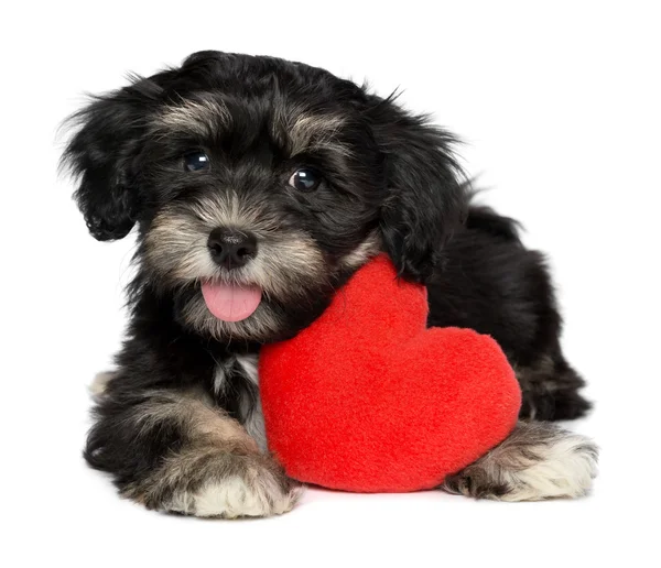 Amante Valentine Cão de cachorro havanês com um coração vermelho — Fotografia de Stock