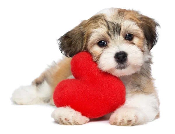 Lover Valentine Havanese puppy — Stock Photo, Image