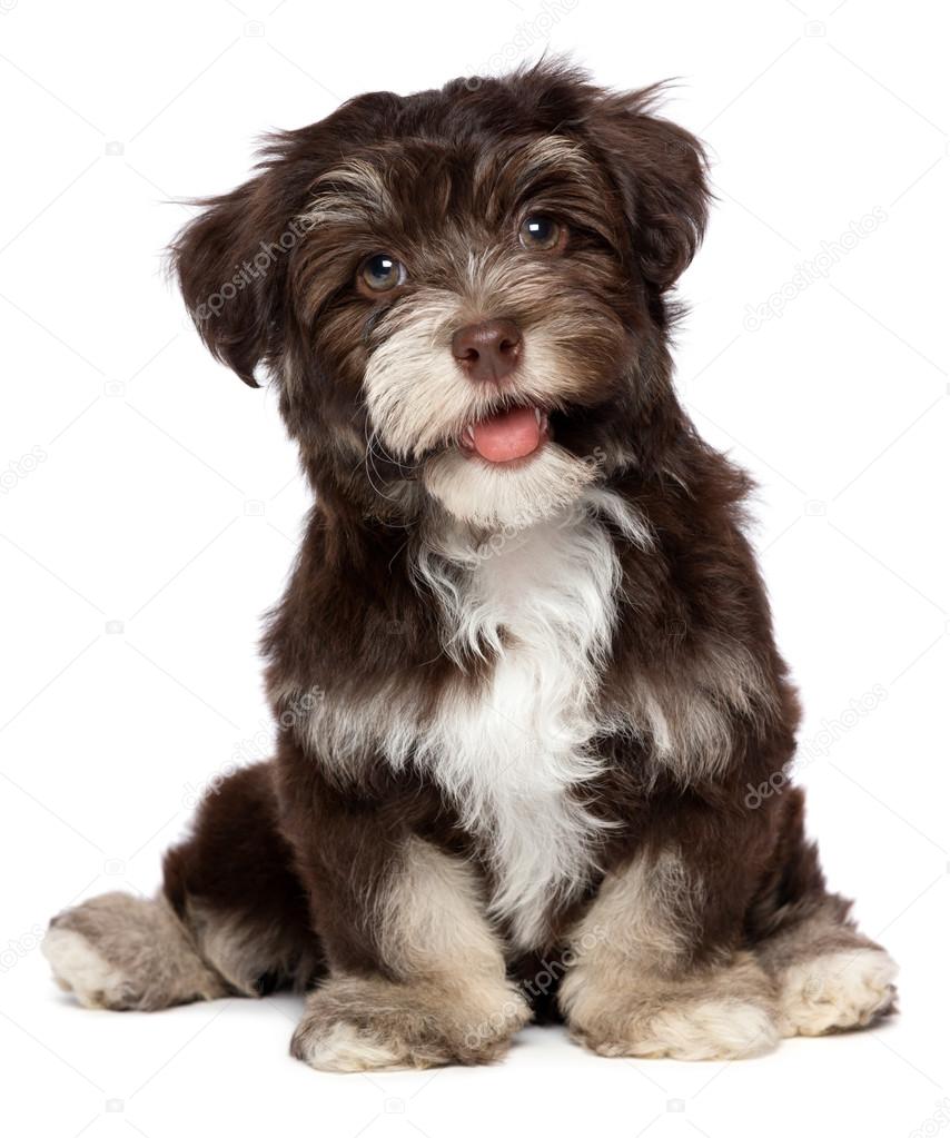 A beautiful smiling chocholate havanese puppy dog