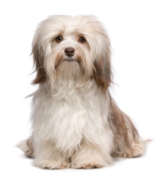 güzel çikolata havanese köpek
