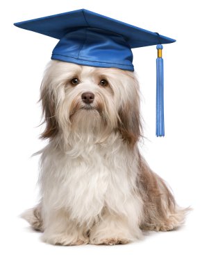 Cute eminent graduation havanese dog wit blue cap clipart