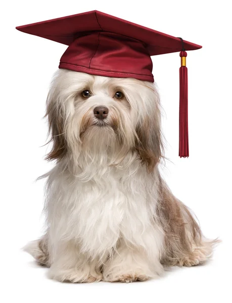 Bonito eminente graduação havanese cão sagacidade vermelho cap — Fotografia de Stock