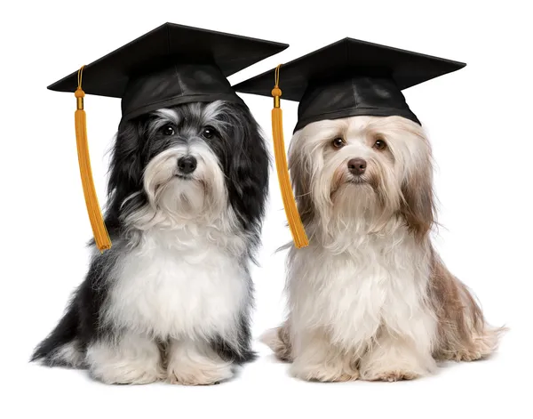 Two eminent graduation havanese dogs wit cap — Stock Photo, Image