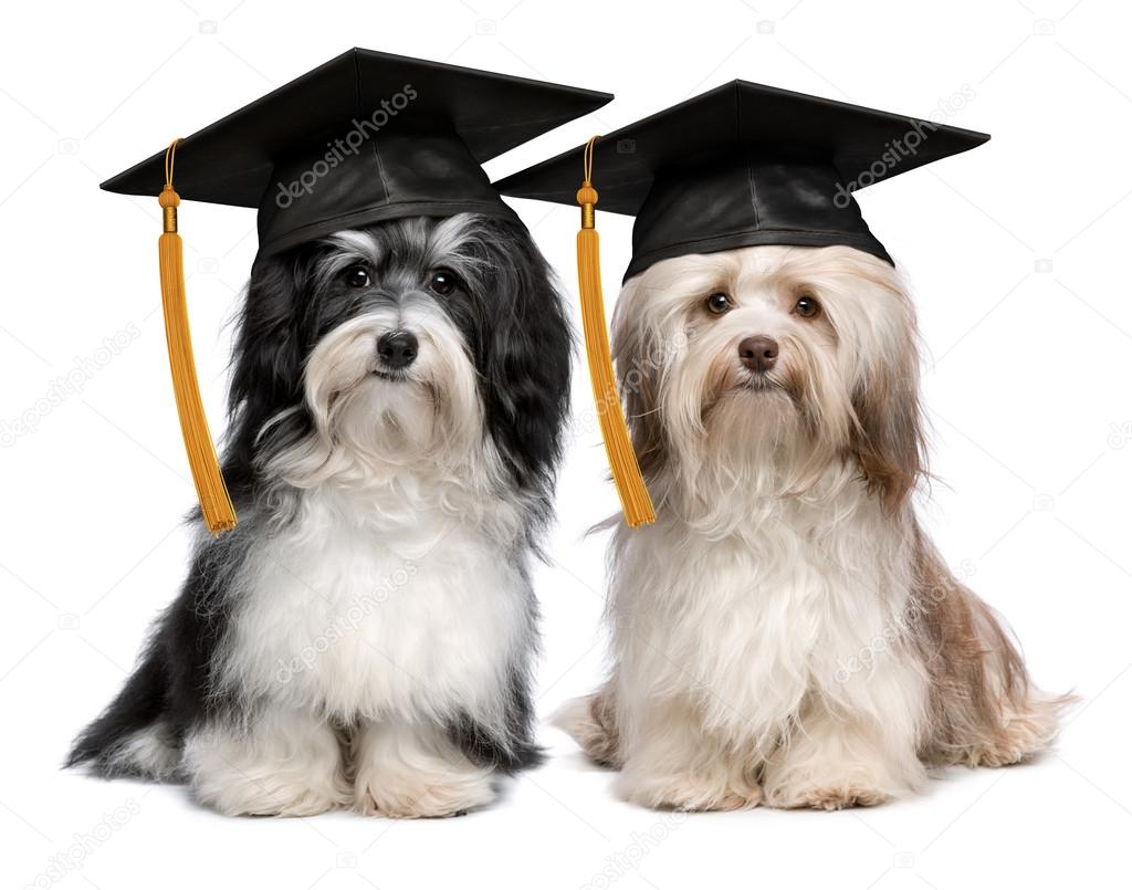 Two eminent graduation havanese dogs wit cap