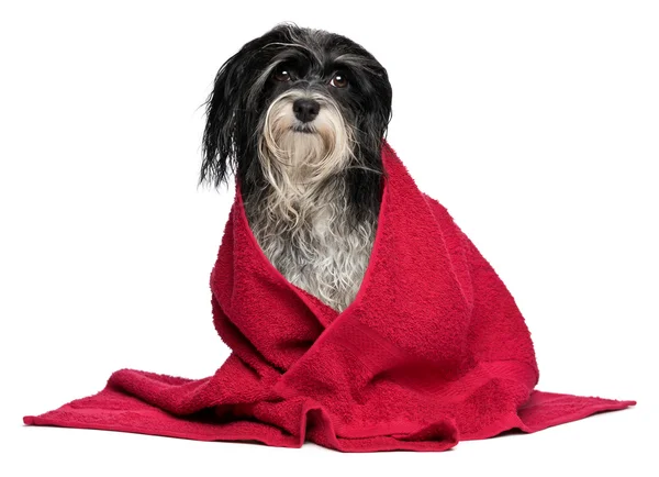 Wet black and white havanese dog after bath — Stock Photo, Image