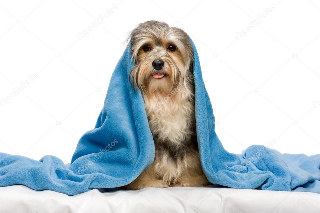 Cute sitting tricolor Havanese dog in a bed