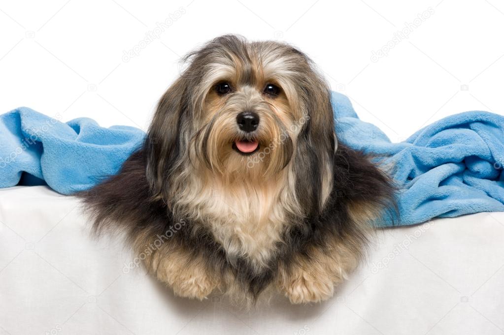 Cute lying tricolor Havanese dog in a bed