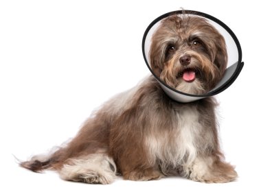 mutlu havanese köpek kurtarma ve huni tasma takmış