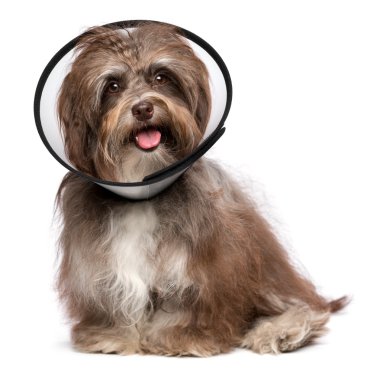 Happy havanese dog is recovering and wearing a funnel collar clipart