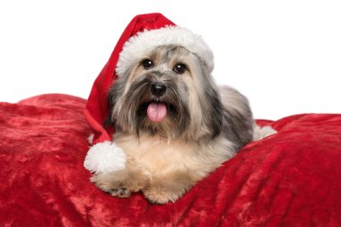 Noel Baba şapkası ile sevimli Noel havanese köpek üzerinde kırmızı b yalan söylüyor