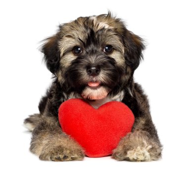 Lover Valentine Havanese puppy dog clipart