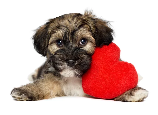 Lover Valentine Havanese puppy dog — Stock Photo, Image