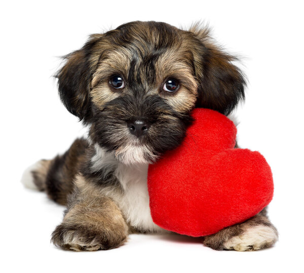 Amante perro de San Valentín Havanese cachorro — Foto de Stock