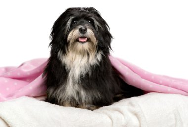 sevimli siyah beyaz havanese köpek yatakta oturmuş