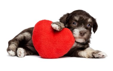Kırmızı kalpli şirin Sevgililer havanese köpek yavrusu