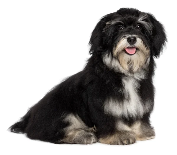 Um lindo filhote havanese sorridente está olhando para a câmera — Fotografia de Stock