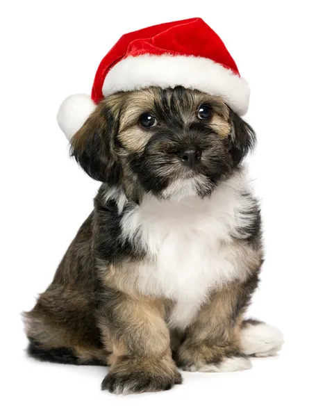 Lindo perro de Navidad Havanese cachorro con un sombrero de Santa —  Fotos de Stock