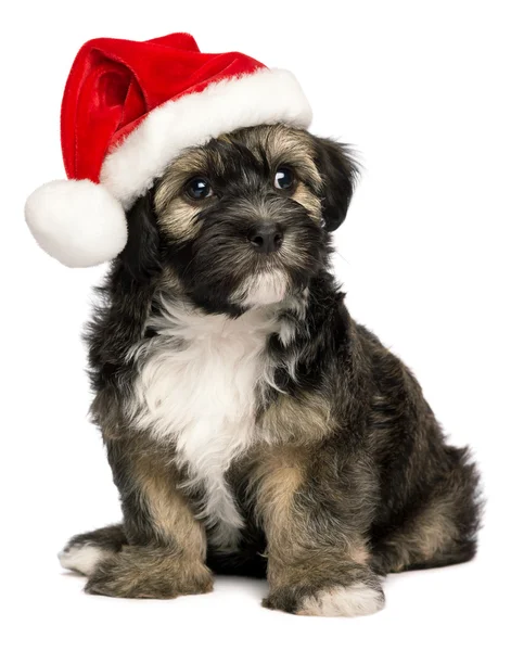 Cute Christmas Havanese puppy dog with a Santa hat — Stock Photo, Image