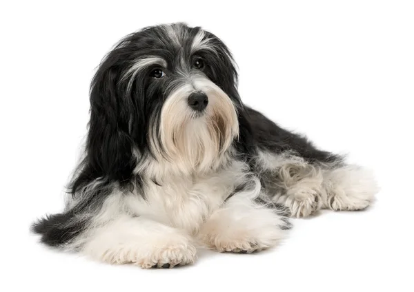 Sød liggende Bichon Havanese hvalp hund - Stock-foto