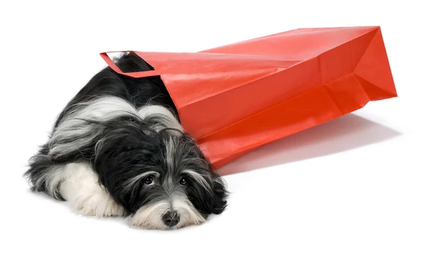 Carino cane cucciolo di Bichon Havanese con una borsa rossa — Foto Stock