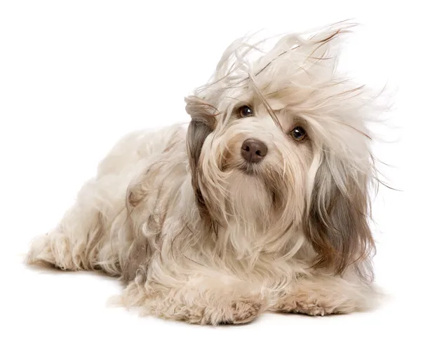 Cute chocolate Havanese dog in wind — Stock Photo, Image