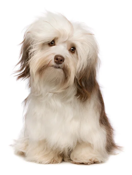 Beautiful chocolate Havanese dog — Stock Photo, Image