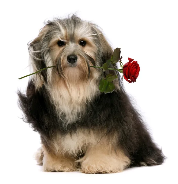 Lindo amante tango havanese perro con una rosa roja —  Fotos de Stock