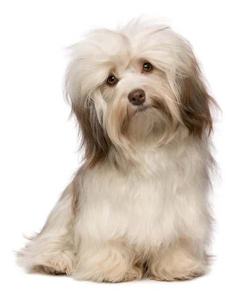 Bonito cão havanese chocolate — Fotografia de Stock