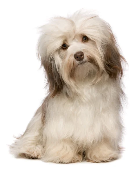 Beautiful chocolate havanese dog — Stock Photo, Image