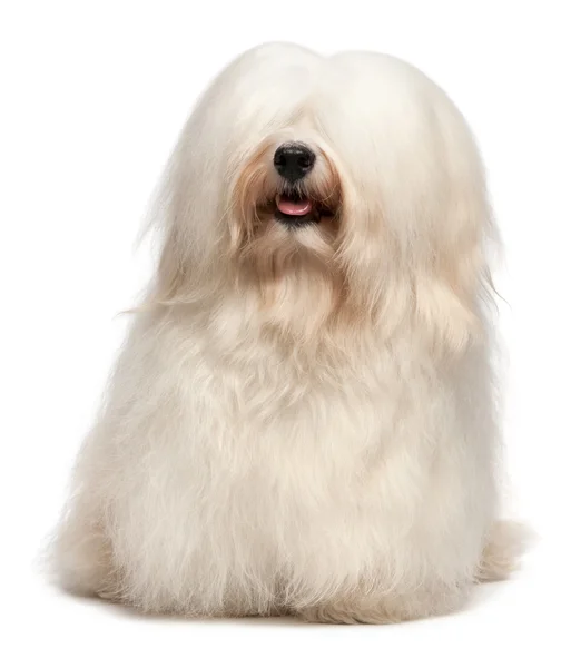 Cute long hair cream Havanese dog — Stock Photo, Image