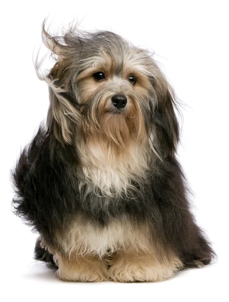 Cute tricolor Havanese dog is sitting in wind — Stock Photo, Image