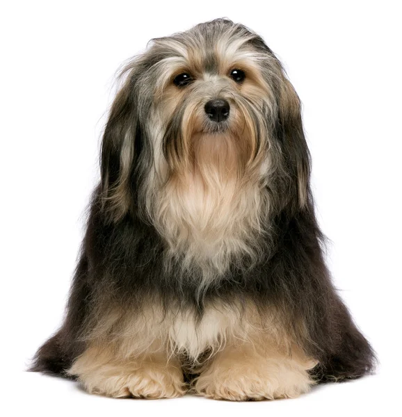 Cute sitting tricolor Havanese dog is looking upwards Stock Photo by