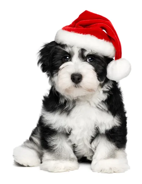 Mignon chien Havanais de Noël chiot avec un chapeau de Père Noël Image En Vente
